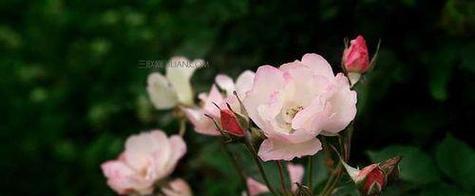 北京夏菊花语（盛夏璀璨）