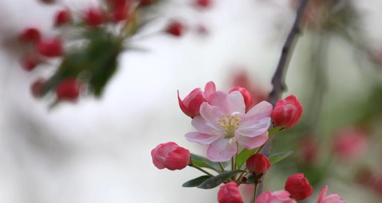 玻璃海棠花语（探寻玻璃海棠的美丽之谜）