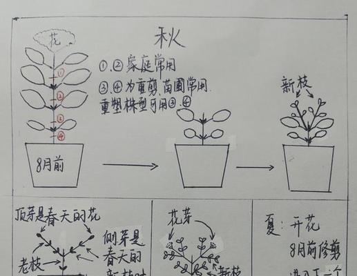 多头玫瑰修剪指南（掌握多头玫瑰修剪技巧）