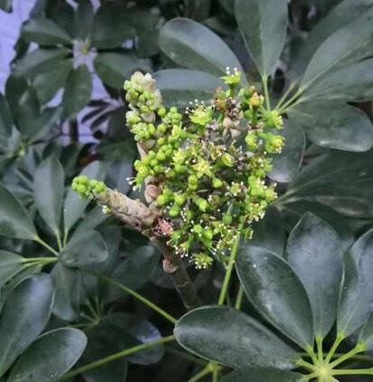 鹅掌柴花期全面解析（花期、开花时间、花朵特点等一应俱全）