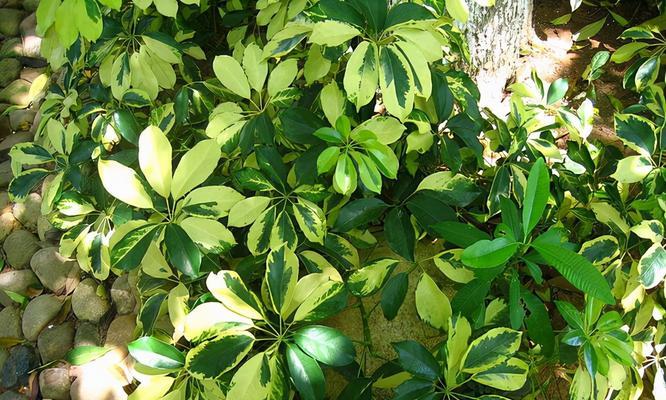 鹅掌花养殖指南（室内种植要点及注意事项）