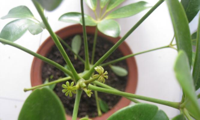 室内养鹅掌花需注意的毒性问题（了解鹅掌花的毒性）