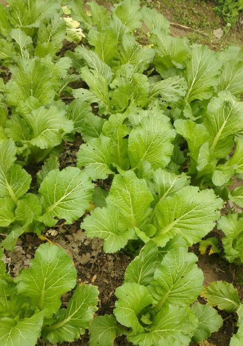 儿菜种植指南（小空地也能种菜）