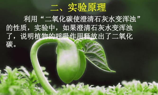 二氧化碳对植物的作用——从增长到应对气候变化