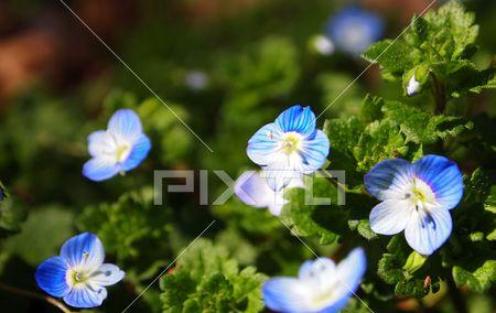 二月的鲜花盛宴（探寻二月盛开的花海）