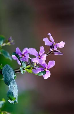 二月兰花期（了解二月兰花的开花时间、生长环境与观赏方法）