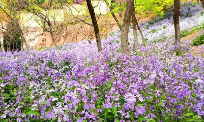 二月兰花期及开花时间分析——了解二月兰，一览它独特的开花盛景