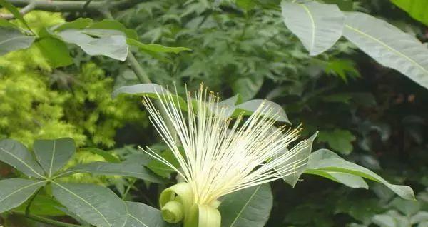 发财树开花后的处理方法（守护花朵）