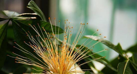 发财树开花的预兆（如何预测发财树开花）