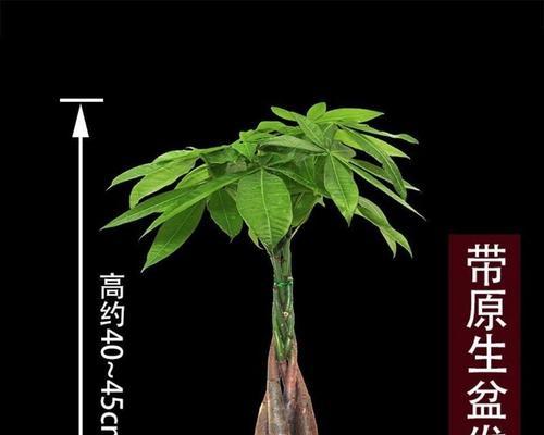 发财树水养全攻略（家中种植从此不再难）