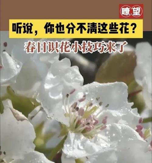 邪恶的花（探寻邪恶之花的花语）