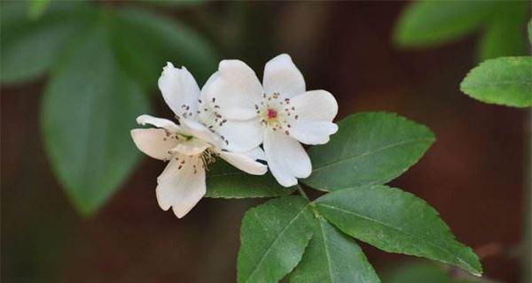 忧伤的花（诠释忧伤与希望的花语世界）