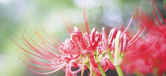 忧伤的花（诠释忧伤与希望的花语世界）