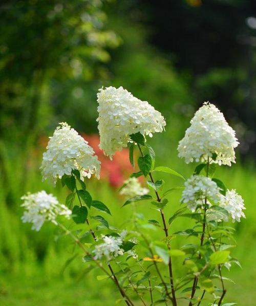 忧伤的花（诠释忧伤与希望的花语世界）