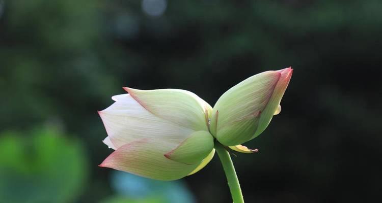 并蒂莲的象征意义及美学价值（和谐融合的花朵——并蒂莲）