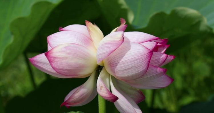 并蹄莲之花语（花开花落）