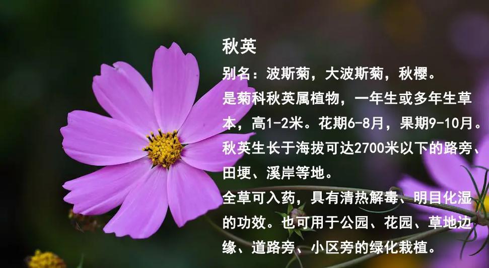 以波露花代表什么意思（解读波露花的象征与内涵）