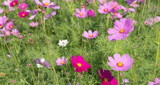 以波斯菊的花语是什么意思（探索波斯菊的花语和象征意义）