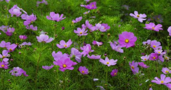 以波斯菊的花语是什么意思（探索波斯菊的花语和象征意义）