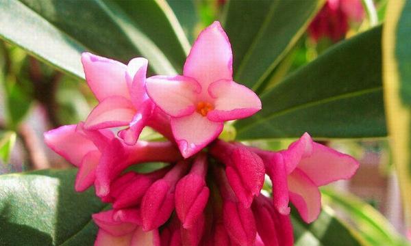 瑞香花的七种颜色与花语（不同色彩中瑞香花所传递的含义）