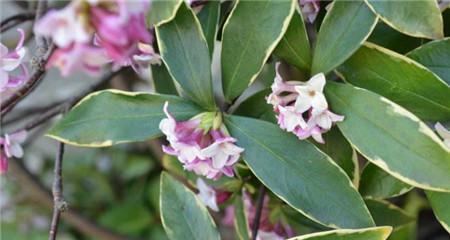 瑞香花的七种颜色与花语（不同色彩中瑞香花所传递的含义）