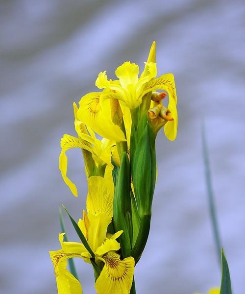 唐菖蒲花语（揭示唐菖蒲花所传递的神秘信息）