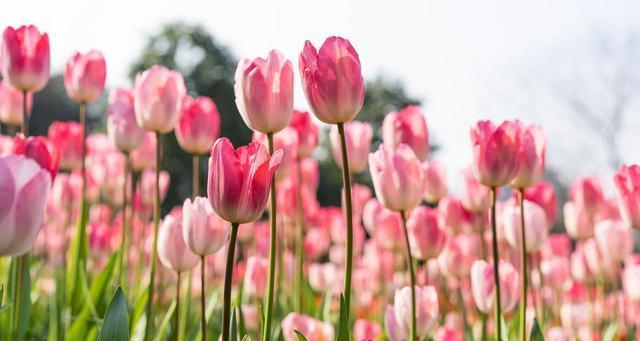 以不同颜色郁金香花语为主题的花卉探秘（揭开不同颜色郁金香的意义与传奇）