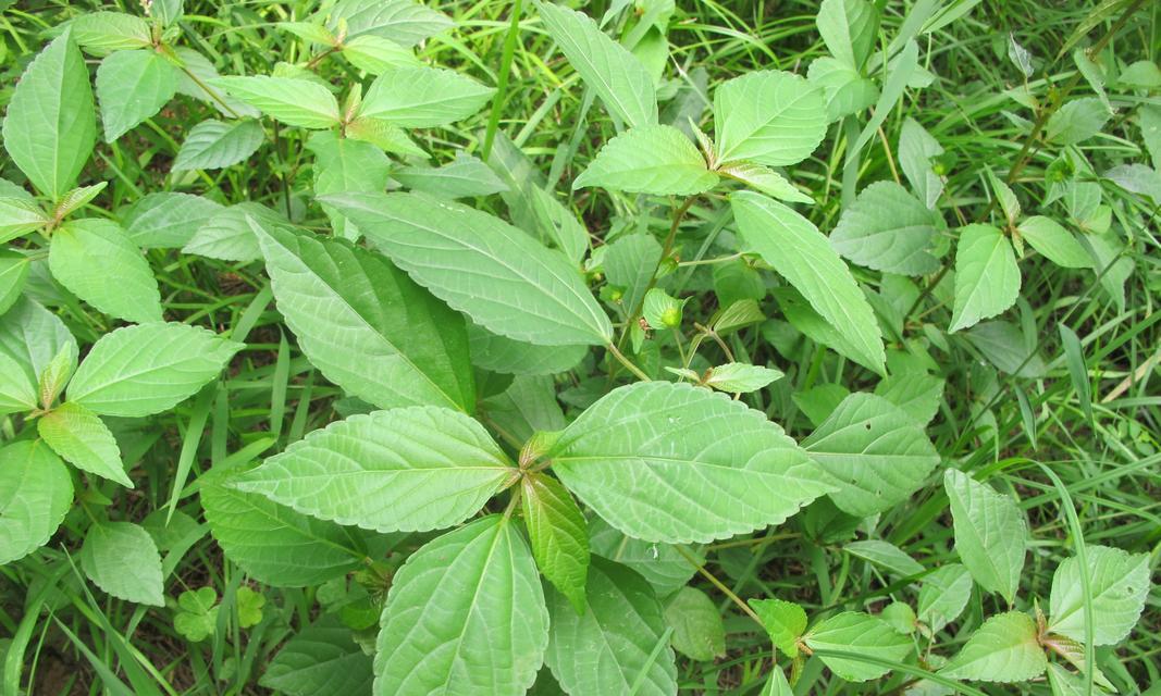 探索世界上最常见的草本植物（草本植物的种类和特点）