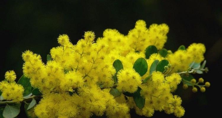 刺球开花的寓意及象征意义（探索刺球开花的内涵与象征）