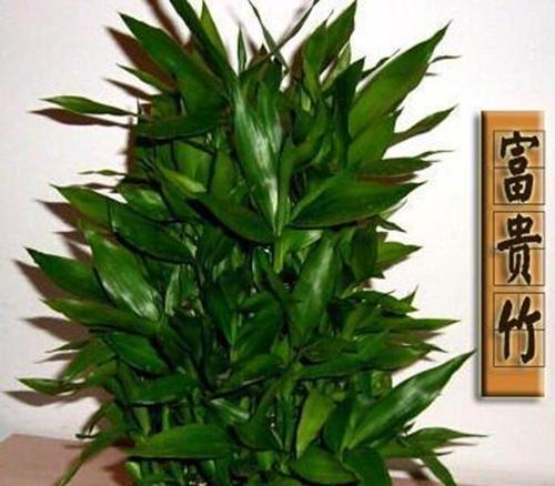 象征财富的植物及其寓意（种植象征财富的植物）