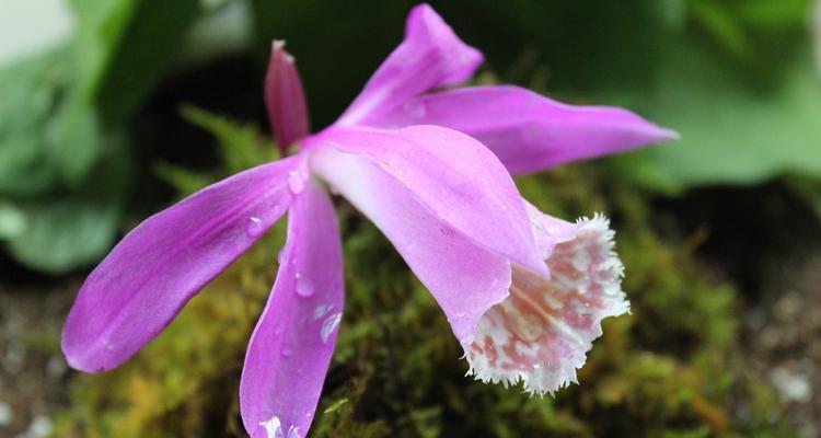 坚强独立的花朵（代表独立自强的花与它们的寓意）