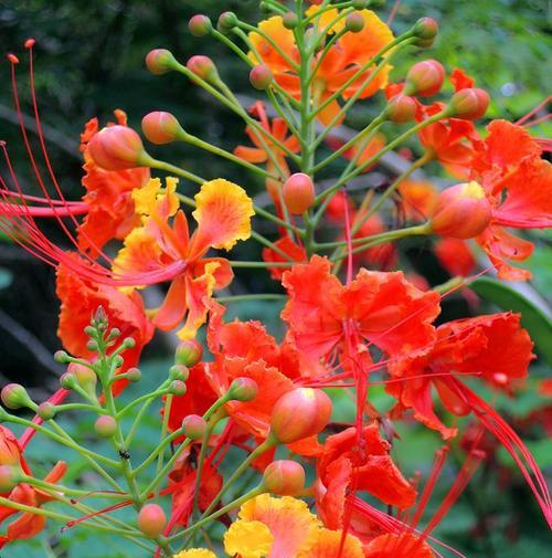 吉祥如意的花——幸福花海（花开富贵）