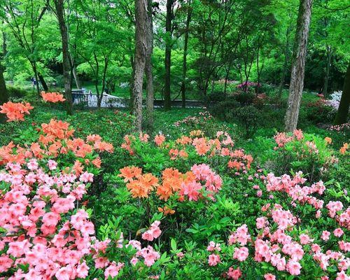 花开情深，姐妹无限（用鲜花诠释姐妹情）