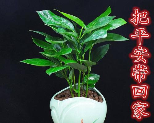 平安之植——代表平安的植物及其寓意（植物的象征意义和平安寓意探究）