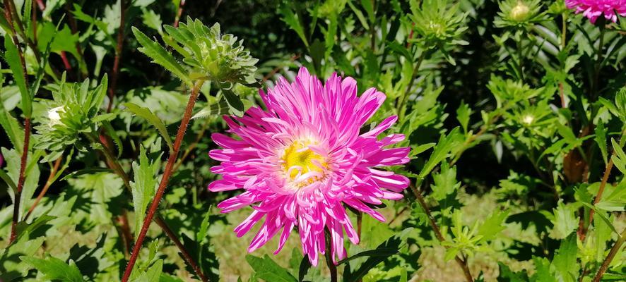 平凡花的美丽与力量（探寻普通花朵背后的不凡故事）