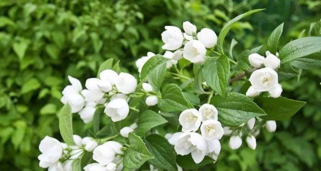 夏天的绿色盛宴（探索夏日热情之下的植物世界）