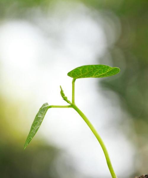 勇气与坚强的植物世界（探索植物界的勇气与坚韧）