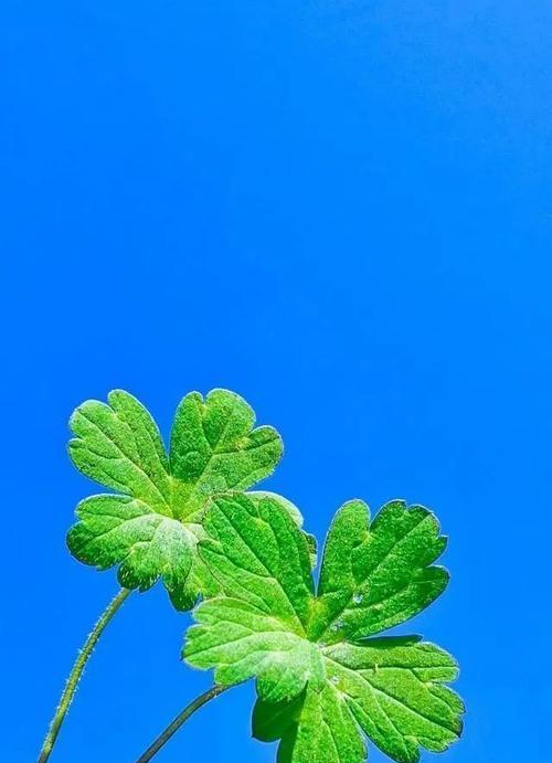 花开正能量，洒满世界（以代表正能量的花为主题）