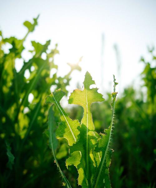 以代表忠诚的植物为主题的文章（植物中的忠诚之美）